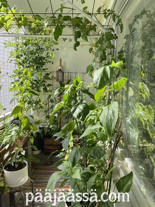 Parvekepuutarha syyskuun 1. päivä