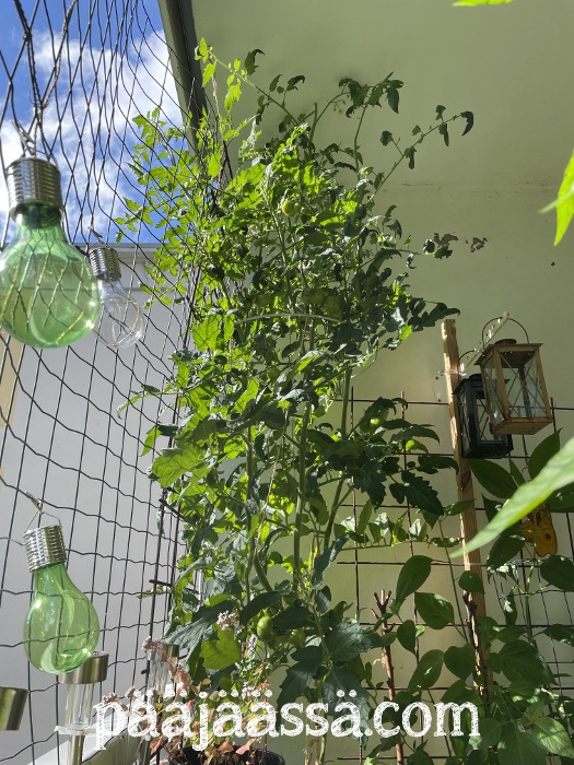 Parvekepuutarha syyskuun 1. päivä