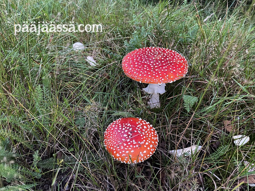 Syksyn ensimmäiset kärpässienet