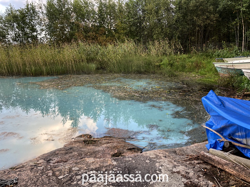 Sinilevää Immalanjärvessä syksyllä 2025