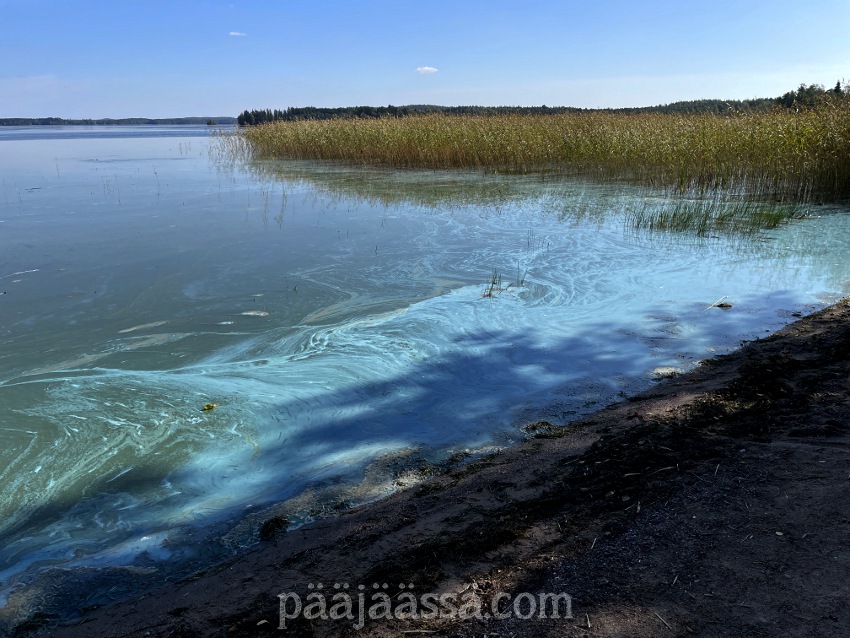 Sinilevää Immalan Lietteen uimarannalla syksyllä 2025