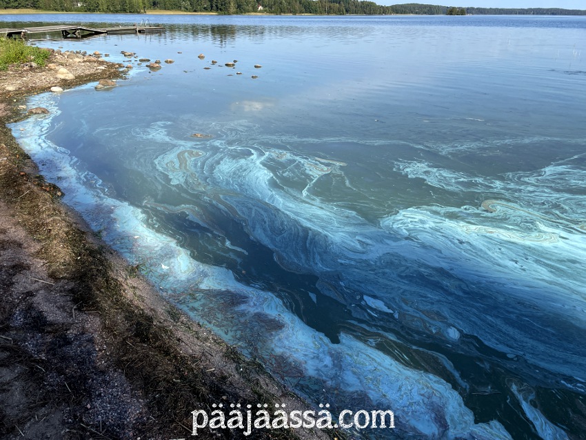 Sinilevää Immalan Lietteen uimarannalla syksyllä 2025