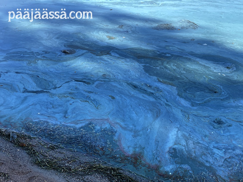 Sinilevää Immalan Lietteen uimarannalla syksyllä 2025