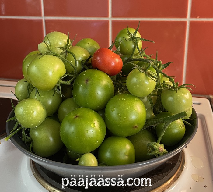 Tomaattisatoa vielä syyskuussa.