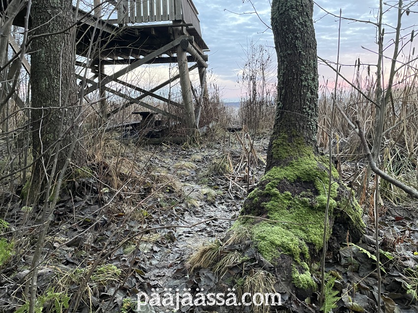 Sammaloitunut puunrunko