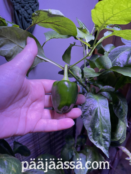 Pieni paprika kasvoi keittiössä