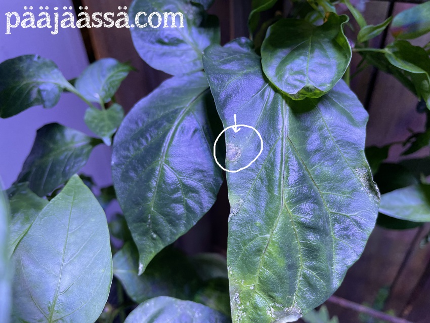 Paprikan lehdessä näkyviä ripsiäistuhoja